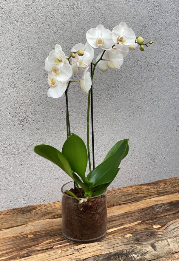 1Hvit Phalaenopsis orkide i glassvase1