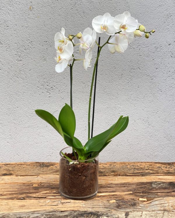 2Hvit Phalaenopsis orkide i glassvase2