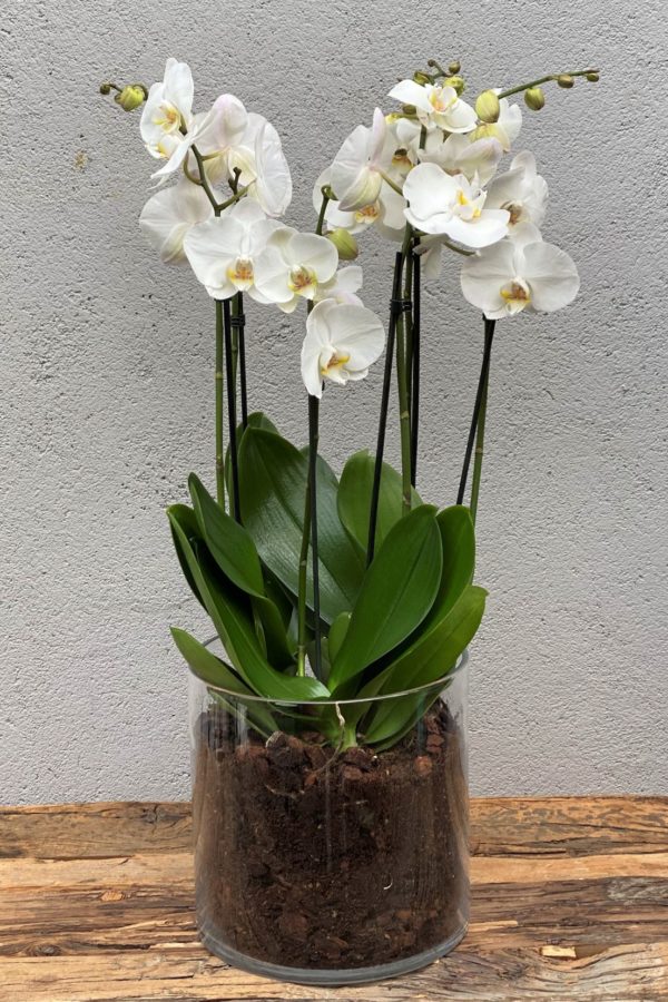 3Hvit Phalaenopsis orkide i glassvase1