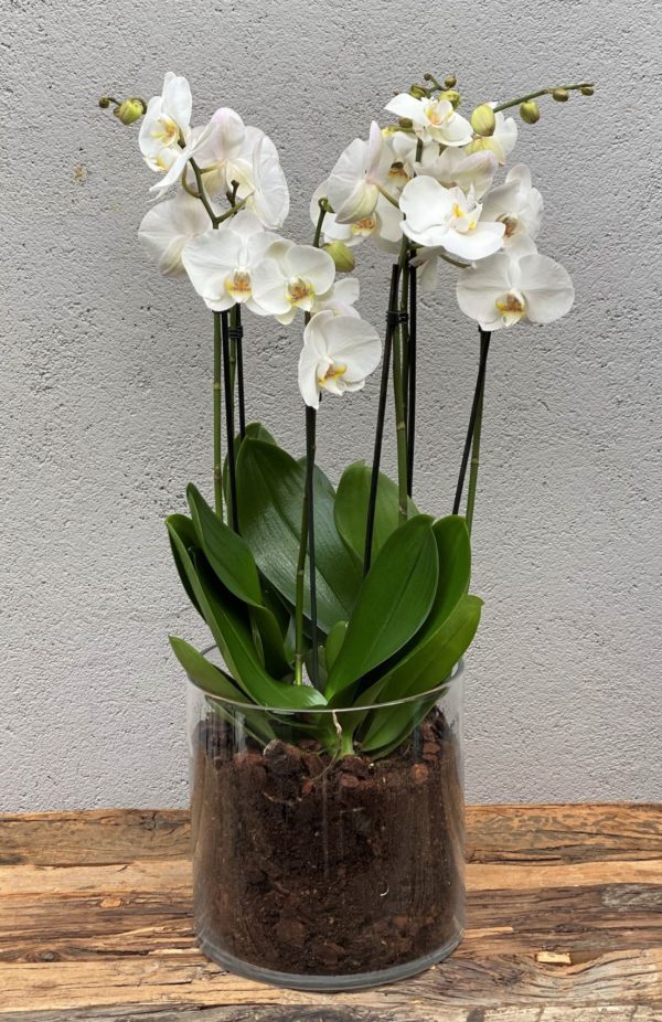 3Hvit Phalaenopsis orkide i glassvase1