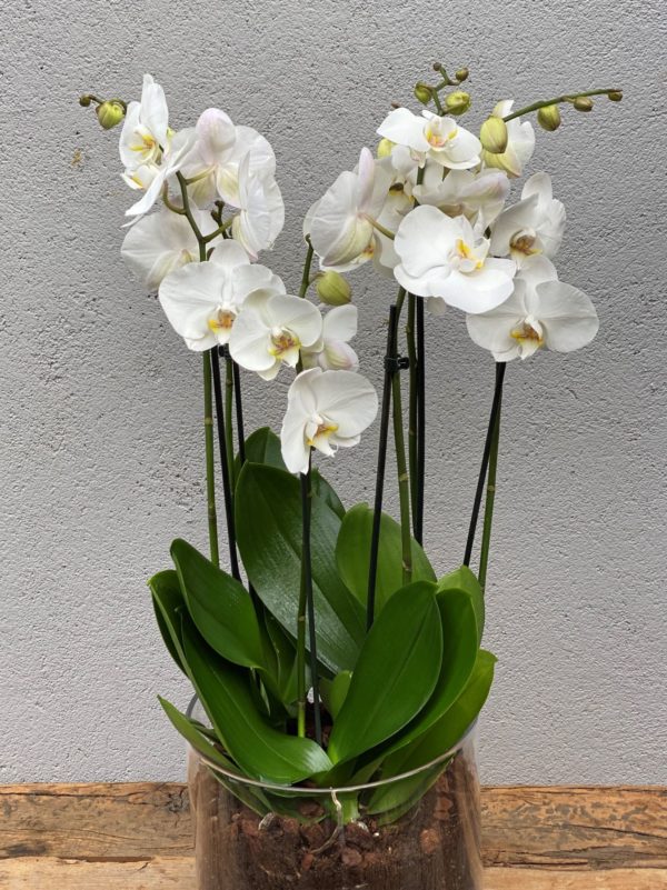 3Hvit Phalaenopsis orkide i glassvase2