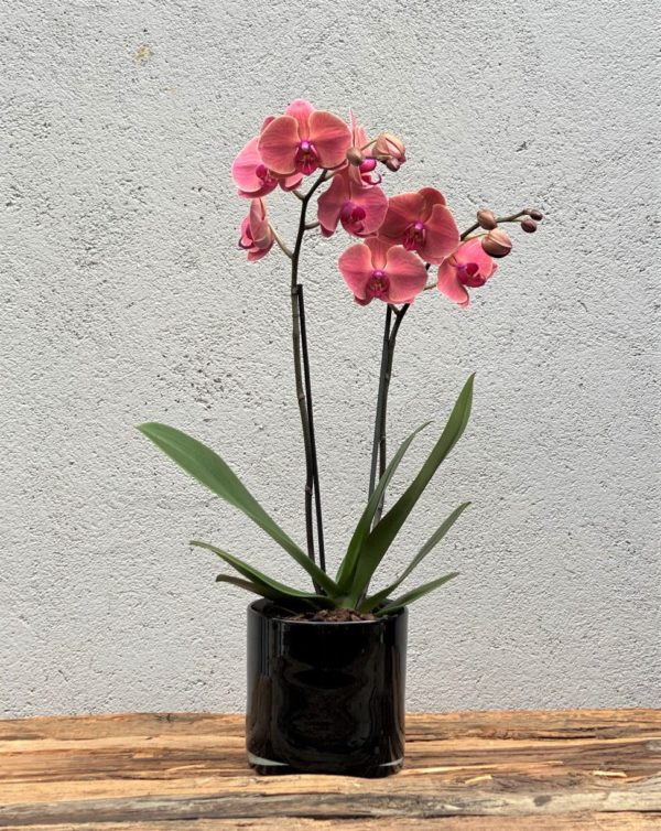 Farget Phalaenopsis orkide1