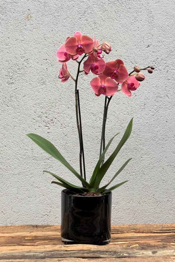 Farget Phalaenopsis orkide1