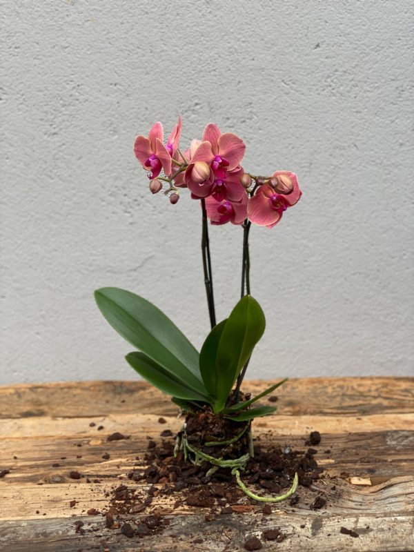 Farget Phalaenopsis orkide2