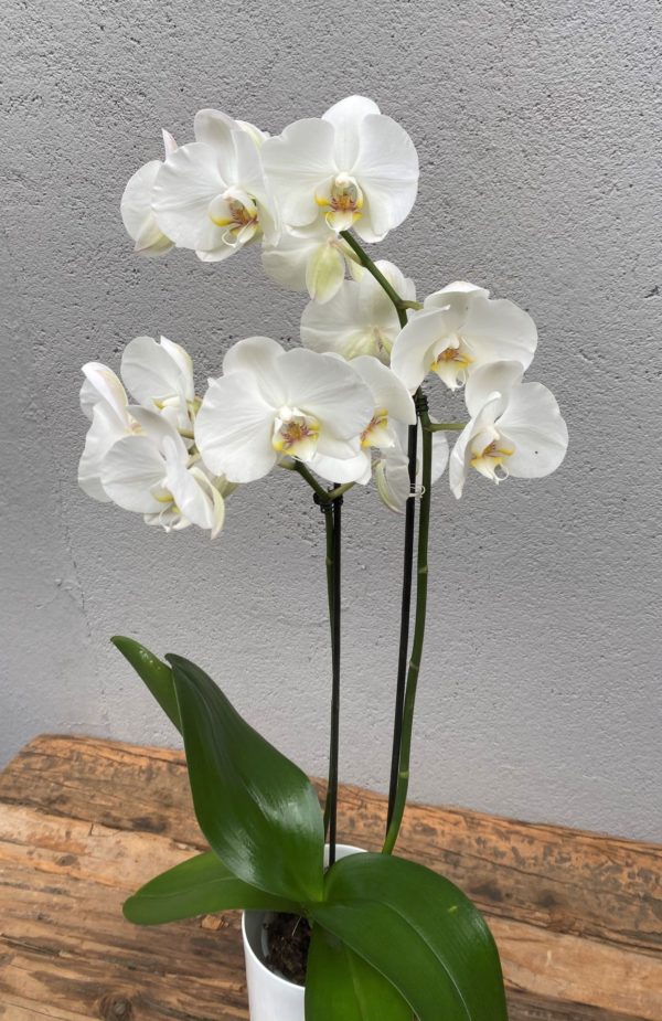 Hvit Phalaenopsis orkide1