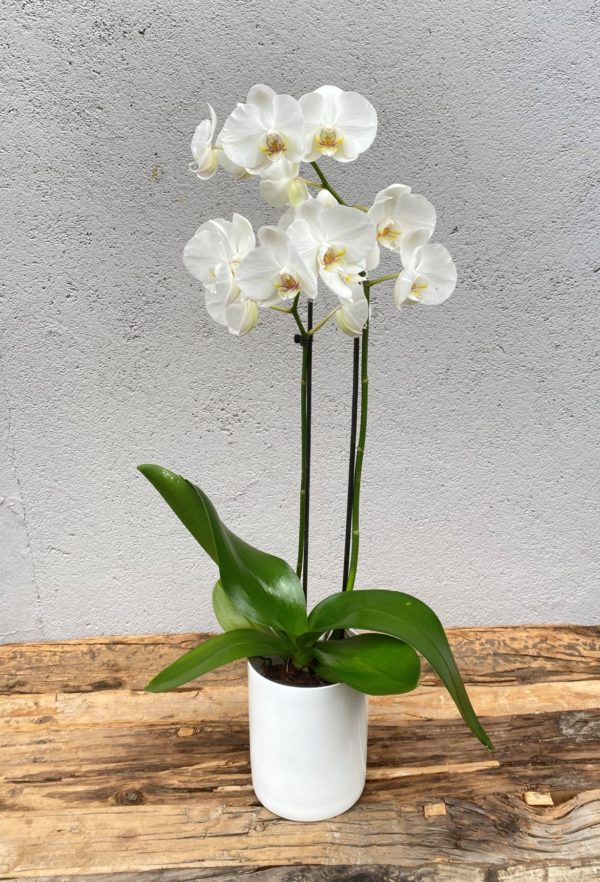 Hvit Phalaenopsis orkide2