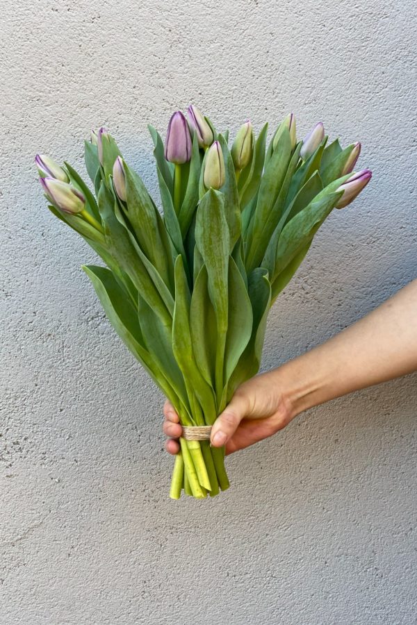 Lilla tulipaner3