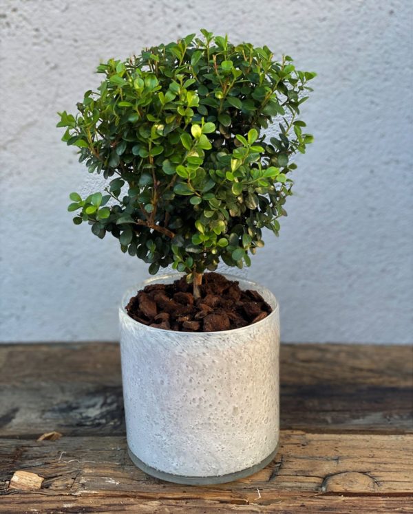 Myrsine Planter