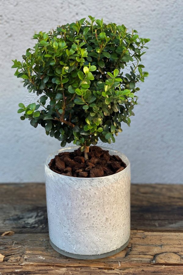 Myrsine Planter