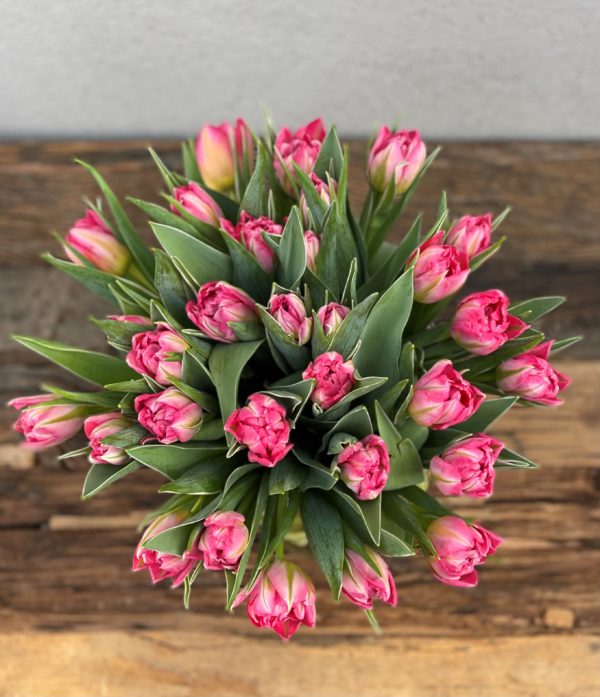 Rosa doble tulipaner