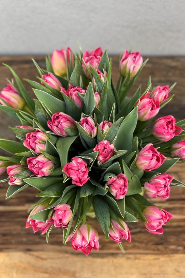 Rosa doble tulipaner