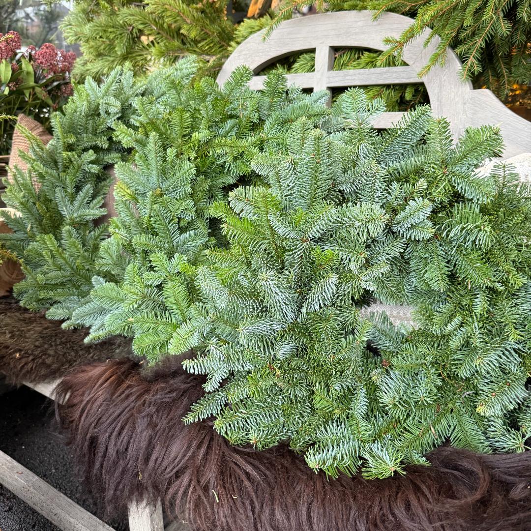 Nobiliskrans 2 Nobiliskrans - Bilde 2