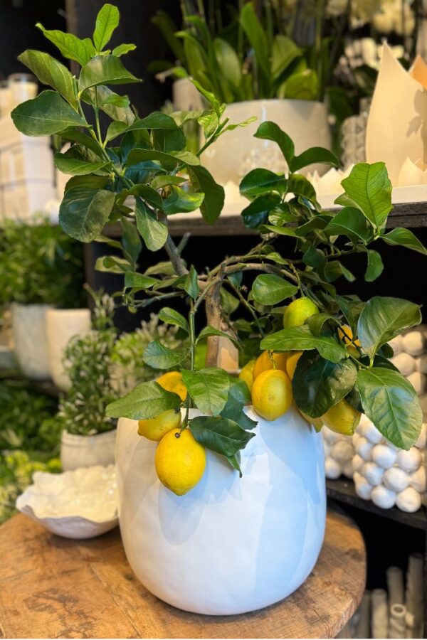 sitrontre ca 70 cm høyt i hvit potte