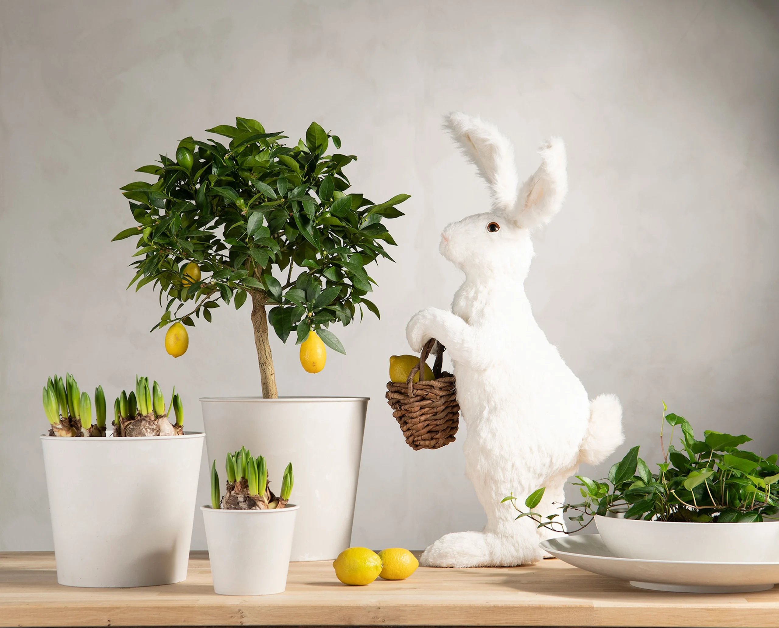 Kanin med kurv 2 Kanin med kurv - Bilde 2