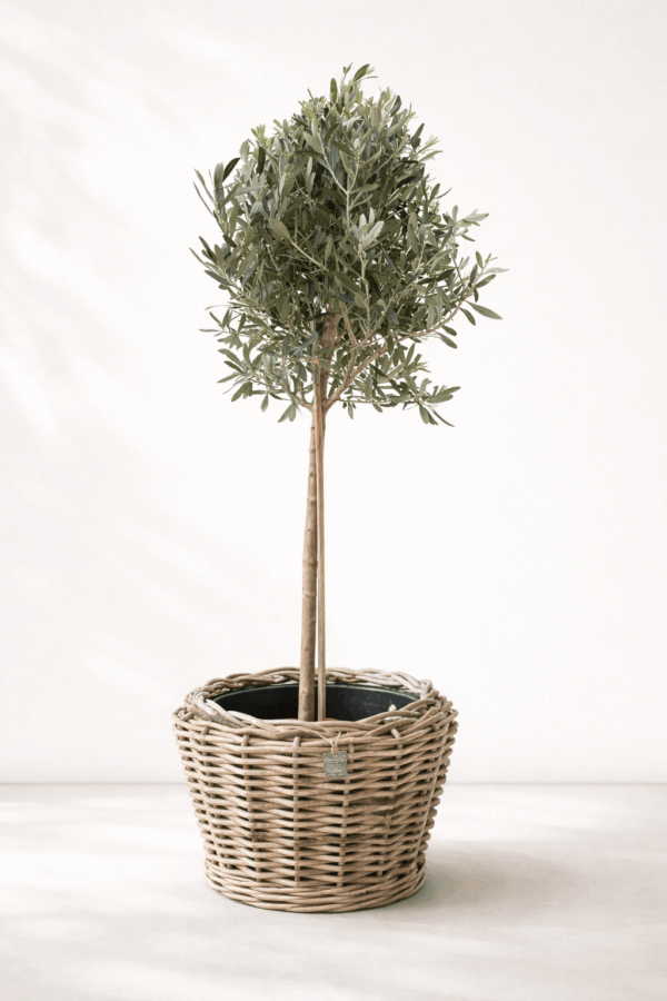 Blomsteroasen 1 Oliventre