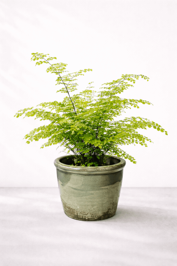 adiantum i potte med lys bakgrunn - produktbilde