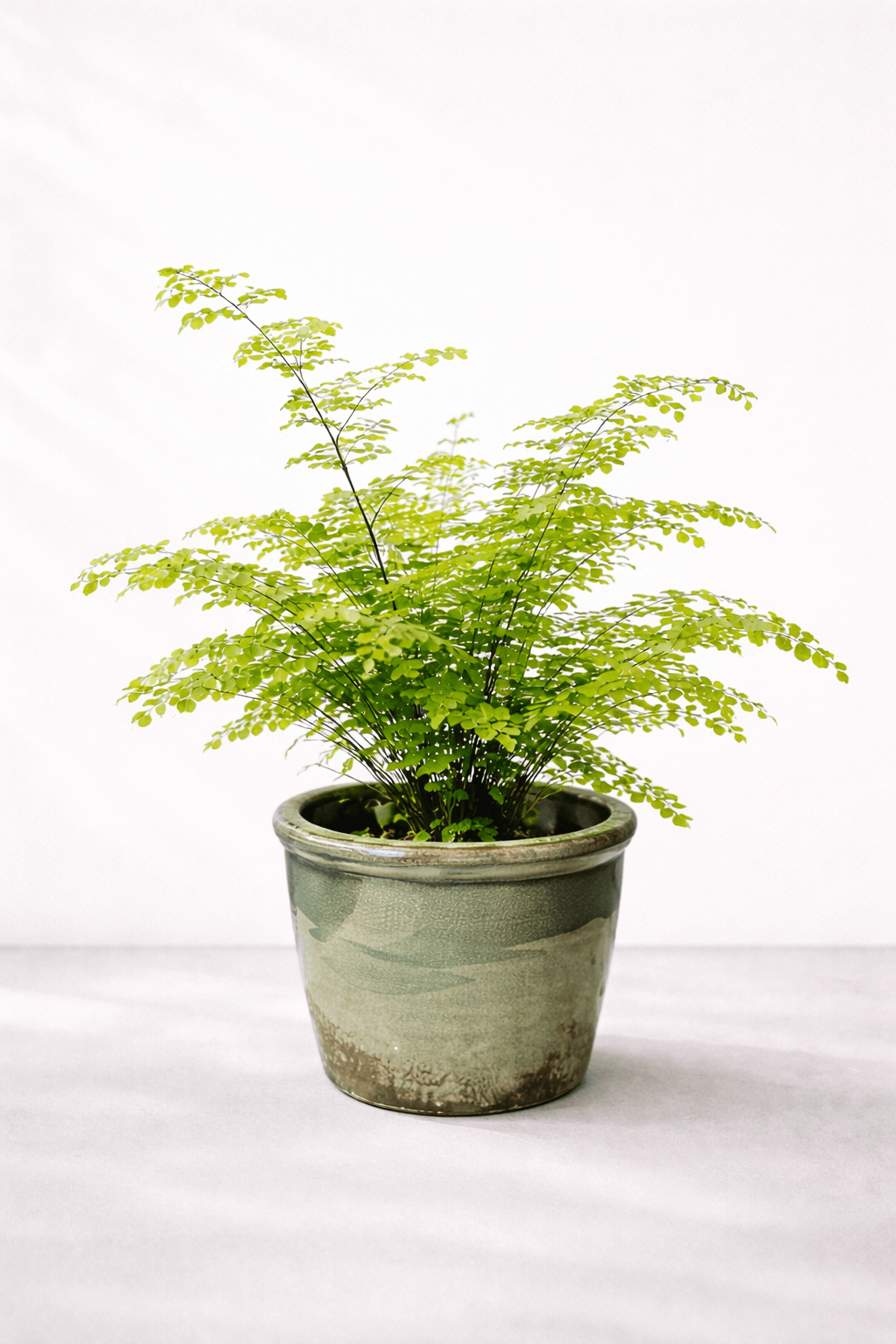 Adiantum 1 adiantum i potte med lys bakgrunn - produktbilde