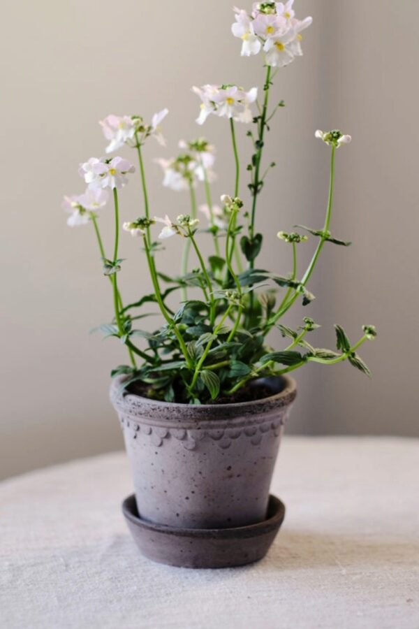 Bergs potter københavner