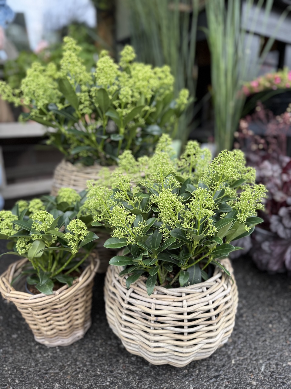 Grønn skimmia Finchy 2 Grønn skimmia Finchy - Bilde 2