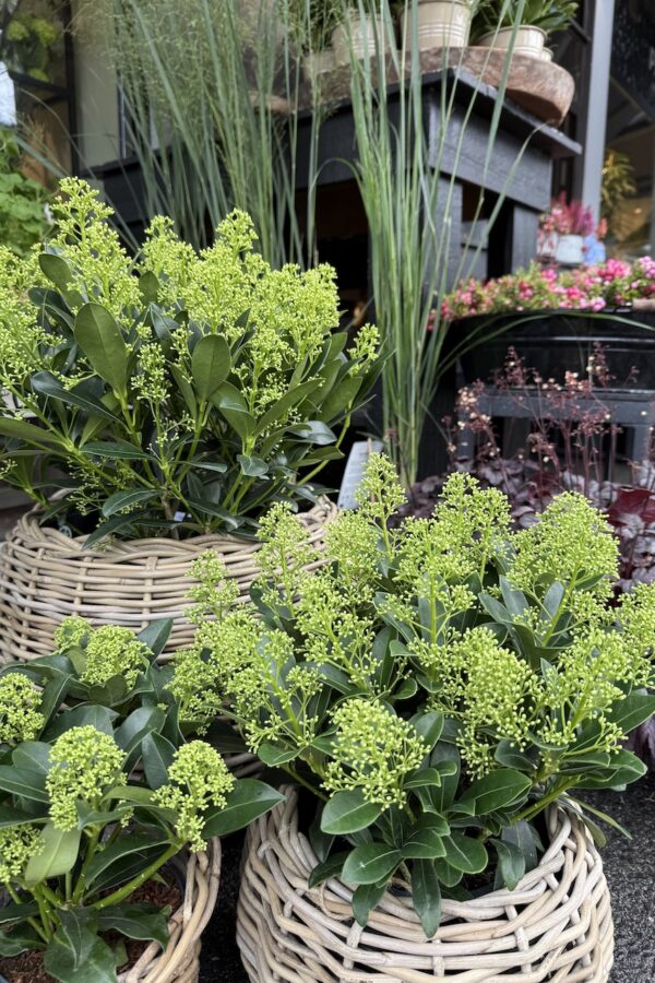 Grønn skimmia Finchy