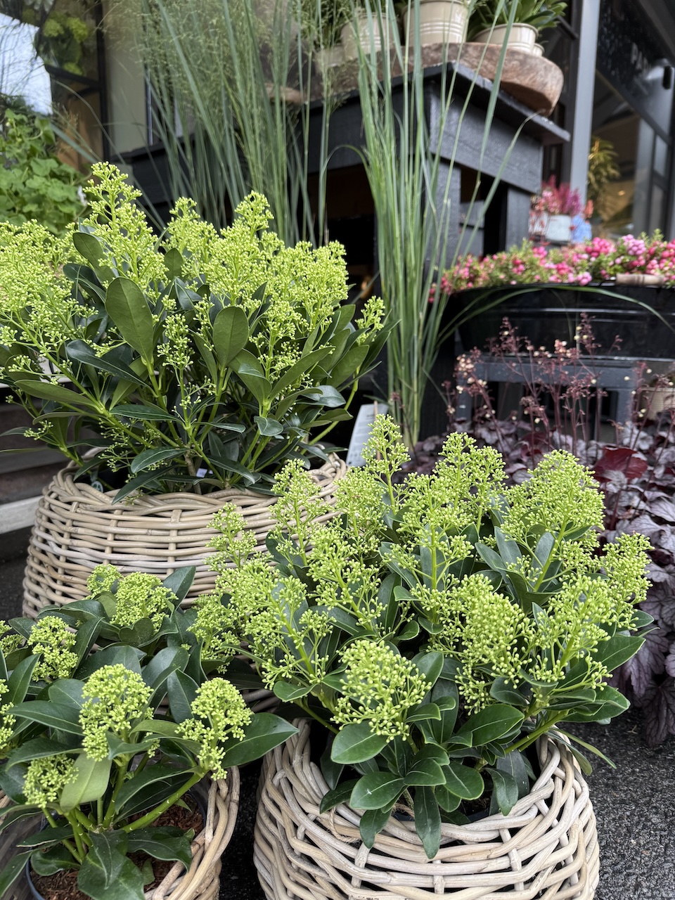 Grønn skimmia Finchy 1 Grønn skimmia Finchy